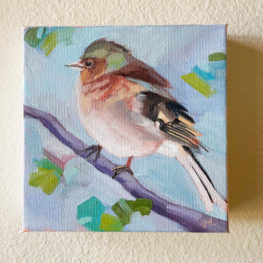 Cozy Common Chaffinch